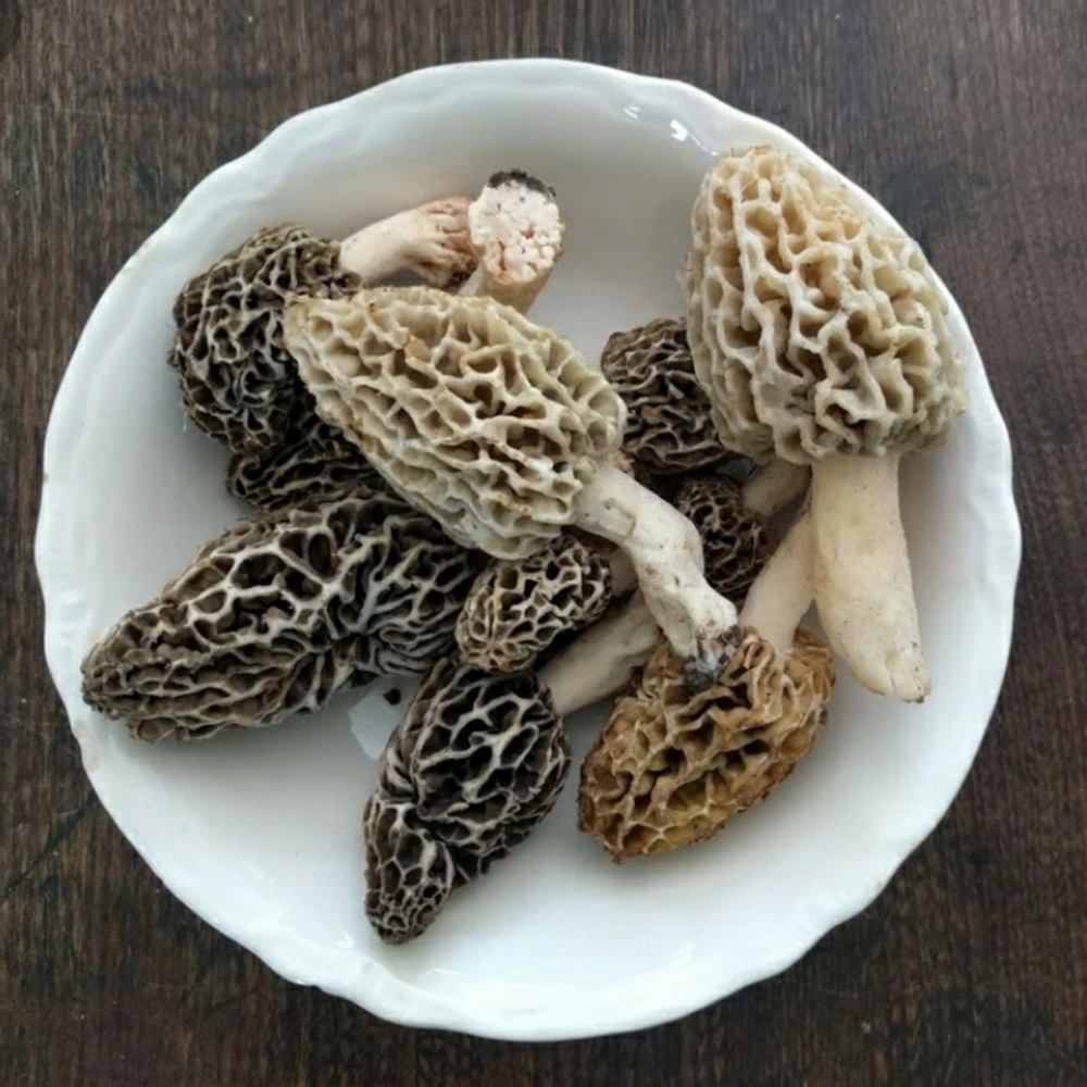 🍄 Grow Kit- MOREL Mushroom- Guaranteed!